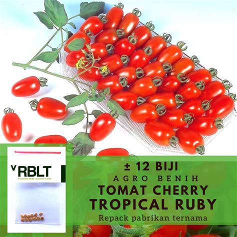 Jual Bibit Tomat Ceri Tropical Ruby F Hibrida Benih Sayuran Tomat