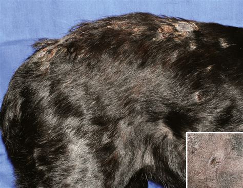 Concurrent Bartonella Henselae Infection In A Dog With Panniculitis And