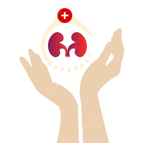 Day Kidney Png Vector Psd And Clipart With Transparent Background
