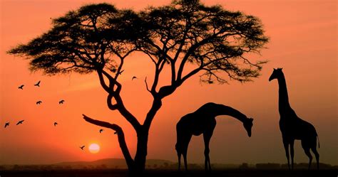 African Wallpapers Top Free African Backgrounds Wallpaperaccess