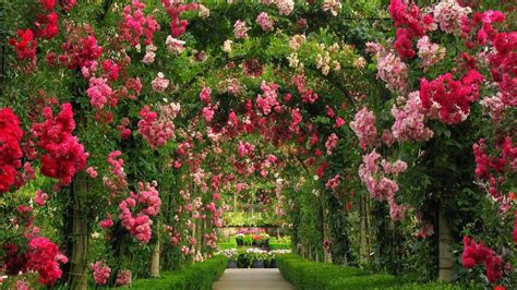 Colorful Roses Arch Garden Hd Rose Wallpapers Hd Wallpapers Id 62934