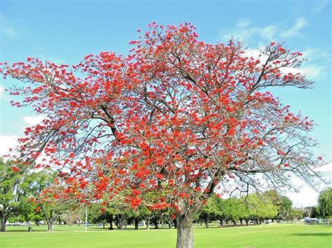 Erythrina Variegata Tigers Claw Indian Coral Tree Tropical Fresh Seed