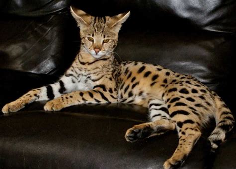Savannah cat pricing available f1 savannah kittens. The Savannah Cat - en 2020 | Savane