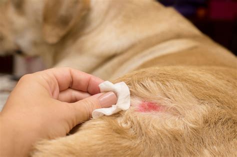 Pyoderma In Dogs What Every Owner Needs To Know Midog Test