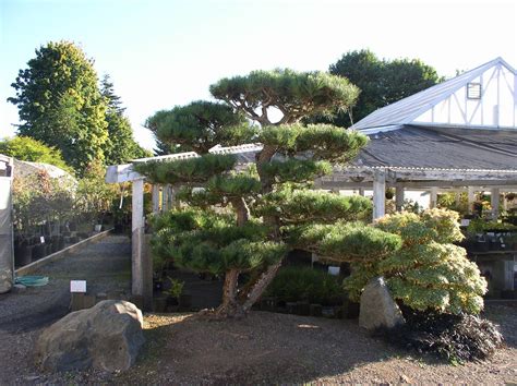 Japanese Garden Pine Trees Labeerweek