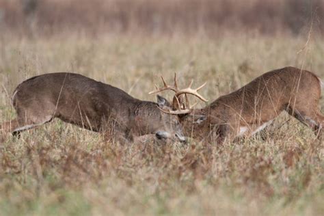 Whitetail Deer Fighting Stock Photos Pictures And Royalty Free Images