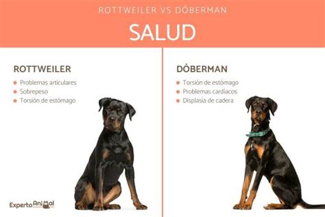 Dóberman Vs Rottweiler Conoce Sus Diferencias Y Características