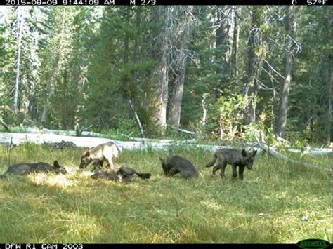 California Gray Wolf Protect The Wolves