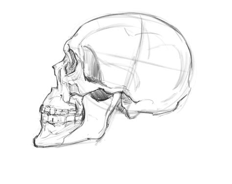 Drawing Skull Profile Human Skull Drawing Skull Sketch Profile Drawing