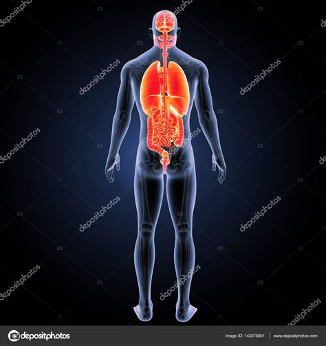 Human Organs Posterior View Stock Photo By ©sciencepics 143075801