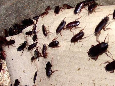 Pest control cost for cockroaches. Pin on For the Home