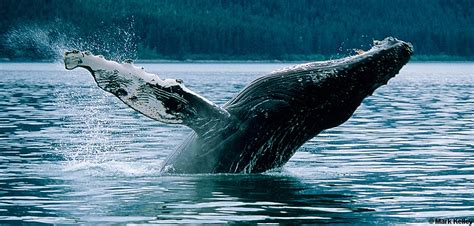 Humpback Whale Breach Glacier Bay National Park Alaska Image 2537 Mark Kelley