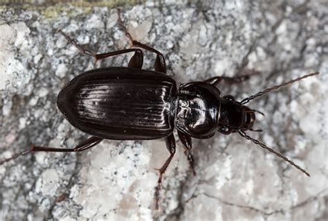 Identify And Control Carabid Ground Beetles In House