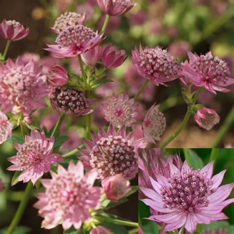 Astrantia Major Pink Sensation Staudengärtnerei Peters