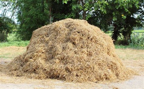 A Pile Of Hay Stock Image Image Of Bunch Straw Yellow 59923255