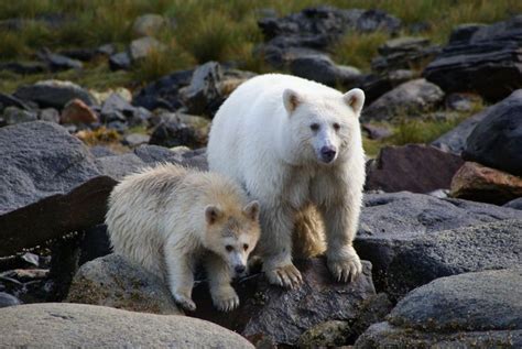 Spirit Bears Capture Hikers Imagination—but They May Be Getting Rarer