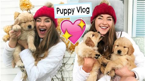 Puppy Vlog Im Getting A Dog Youtube