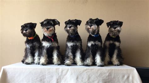 Availables to send around the world, please let us know wich line do you prefer we have many contacts to send the puppy properly. miniature schnauzer black and silver puppies - YouTube
