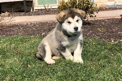 Mum and dad can be seen as they are both family pets. Emmett : Alaskan Malamute puppy for sale near South Bend ...