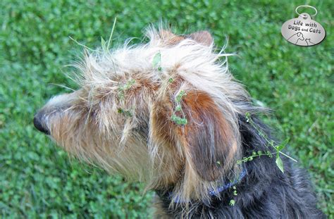 How To Get Sticky Weed Out Of Dog Hair Best Hairstyles Ideas For