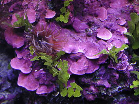 Coralline Algae What Is It And How To Grow It Reef Builders The