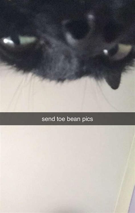Send Toe Bean Pics Toe Beans Toe Pics Cat Lovers