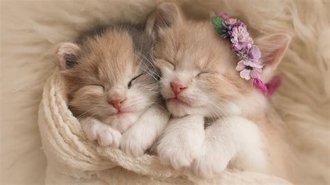 Two Beautiful Kittens Are Sleeping Covered With White Towel 4k Hd