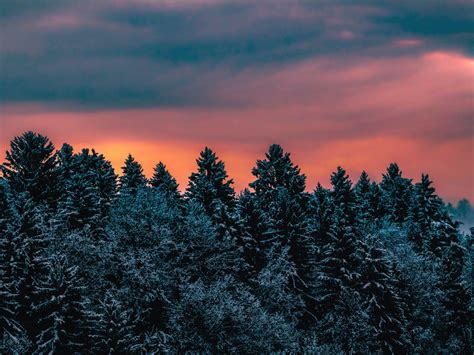 Winter Wallpaper 4k Pine Trees Evening Sky Dusk Twilight Nature 703