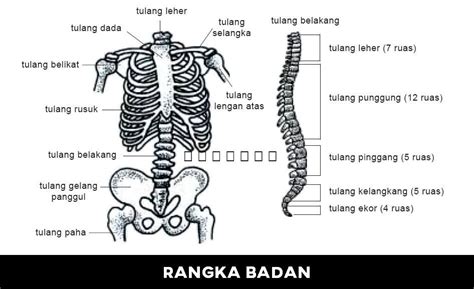 Tulang atau disebut juga kerangka merupakan struktur jaringan yang berperan sebagai penopang dan pembentuk tubuh manusia dan hewan bertulang belakang (vertebrata). Tulang Anggota Gerak Tubuh Bagian Atas Dan Bawah Disebut ...