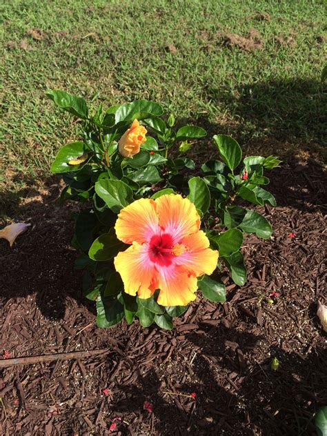 Spin The Bottle Hibiscus Tropical Treasures Spin The Bottle Tropical