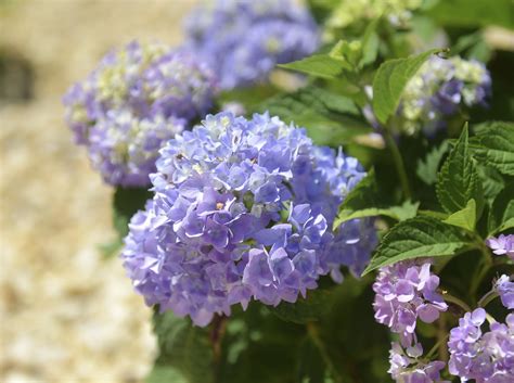 Lehigh Valley Hospital-Hecktown Oaks Phase 3 Ribbon Cutting| PHOTOS