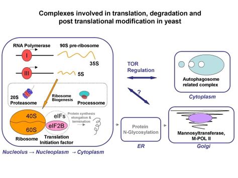 Complexes Involved In Translation Degradation And Post Translational