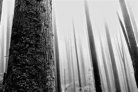 Magic Forest Series Misty Forest We Need To Say Many Than Flickr