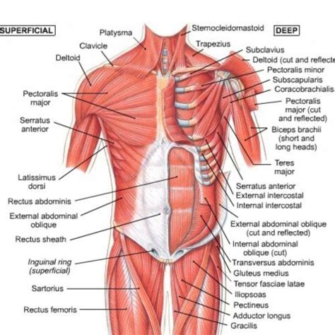 Shoulder joint muscles (glenohumeral joint) the shoulder joint has very large powerful muscles which provide the power for strong movements in addition to shoulder dislocations, other common injuries include rotator cuff tendon tears and broken bones including the humerus and collar bone. Muscle Anatomy Anterior Muscular Anatomy For Pilates On Pinterest Grays Anatomy Muscle | Neck ...