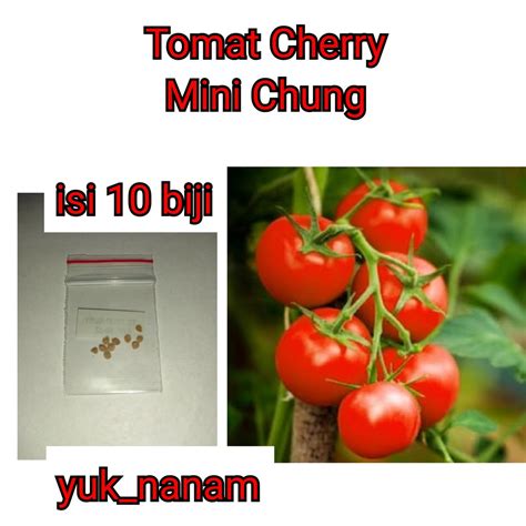 Jual 10 Benih Tomat Cherry Merah Mini Chung Bibit Chery Tanaman Hias