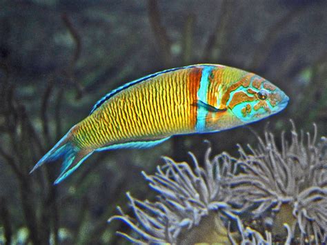 Labridae Thalassoma Pavo Tropical Fish Aquarium Sea Fish