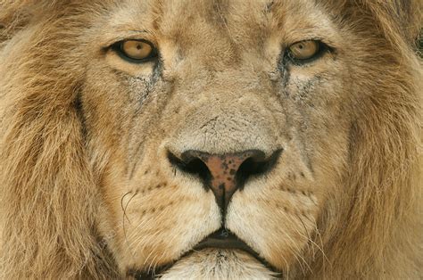 Male Lion Stock Image C0427968 Science Photo Library