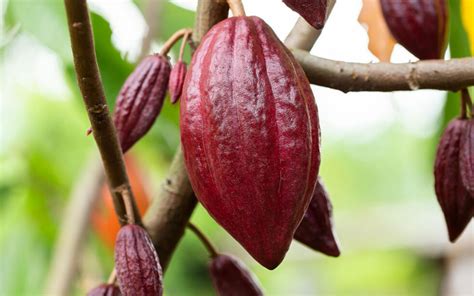 Cioccolato Rosa O Ruby Chocolate Come è Fatto Da Nod A Food