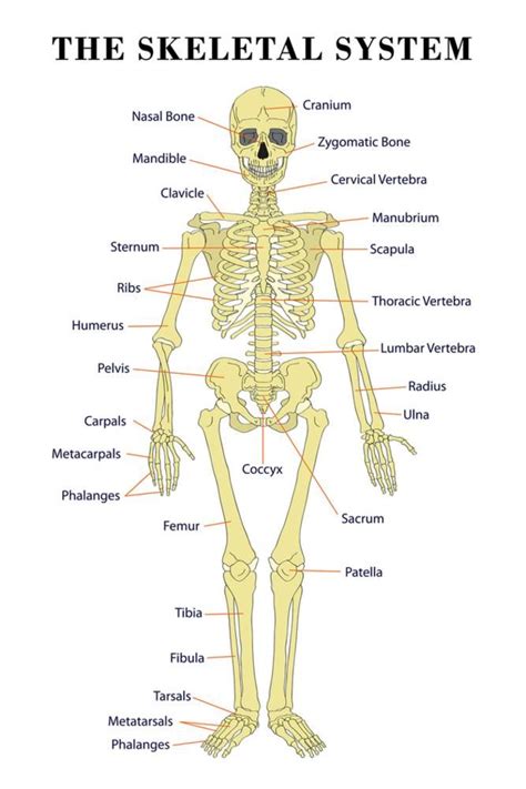 The Skeletal System Anatomical Chart Scientific Poster Print Print Skeletal