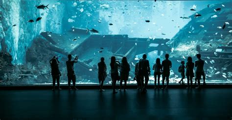 2021年版 シンガポールの水族館 シー・アクアリウム の見どころ、行き方、営業時間など