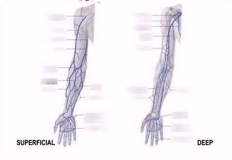 Superficial And Deep Veins Of The Upper Limb Diagram Quizlet