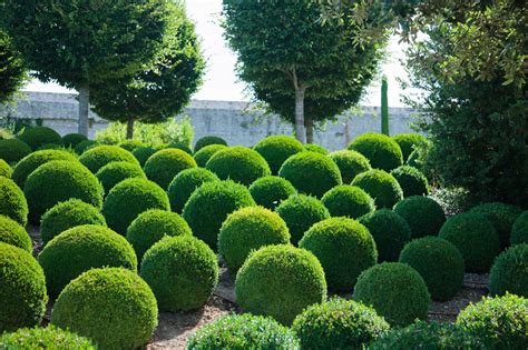 Buy Topiaries Topiary Plants And Trees In Various Shapes Hopes Grove