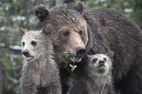 mother grizzly bear and her cubs feeding roadside near norris etsy