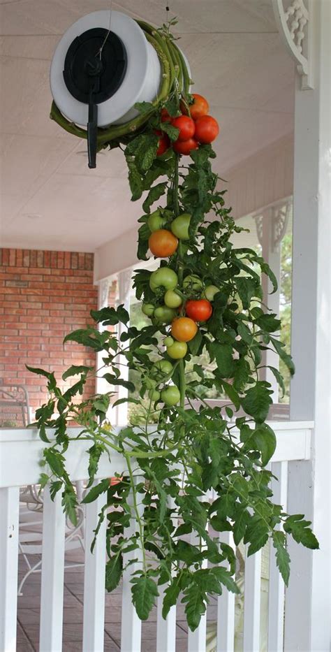 Growing Vegetables Hanging Tomato Plants Growing Tomato Plants