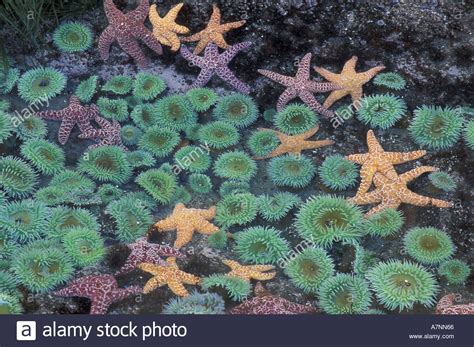 Na Usa Washington Olympic National Park Starfish And Sea Anemones