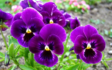 Pansy Flowerpictures Of Flowers