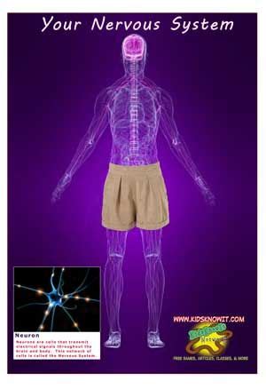 nervous system poster | Classroom Posters | Pinterest
