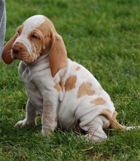 In search of new homes with loving families. Bracco italiano Pups | Leeds, West Yorkshire | Pets4Homes