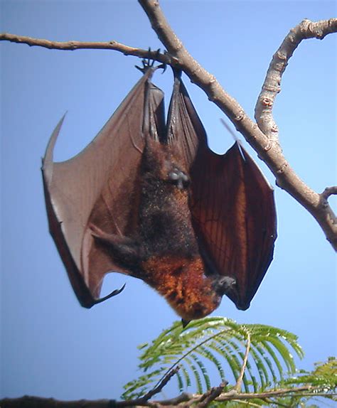 Golden Crowned Flying Fox Project Noah