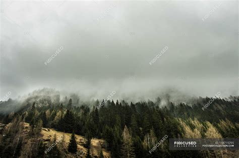 Misty Mountain Forest — Mood Trees Stock Photo 148715295